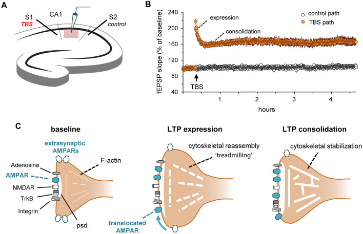 Panel A shows a schematic of a hippocampal slice with TBS applied to S1 and a control path S2 recorded at CA1. Panel B presents a line graph of fEPSP slope (% of baseline) over four hours, comparing TBS path (orange) and control path (grey), showing increased slope and LTP consolidation after TBS. Panel C illustrates synaptic changes: baseline shows extrasynaptic AMPARs and F-actin, LTP expression shows AMPAR translocation and cytoskeletal reassembly, and LTP consolidation shows cytoskeletal stabilization with more synaptic AMPARs.