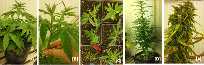 Hemp nodal cloning. (A) Hemp plants at 6–8 leaf stage. (B) Elongated lateral branches after terminal buds removed from female plants (C) lateral branches planted in soil after excision from mother plants and. (D) Vegetative clones transferred to 7-inch pots after roots were established and grown. (E) Vegetative clone at maturity.