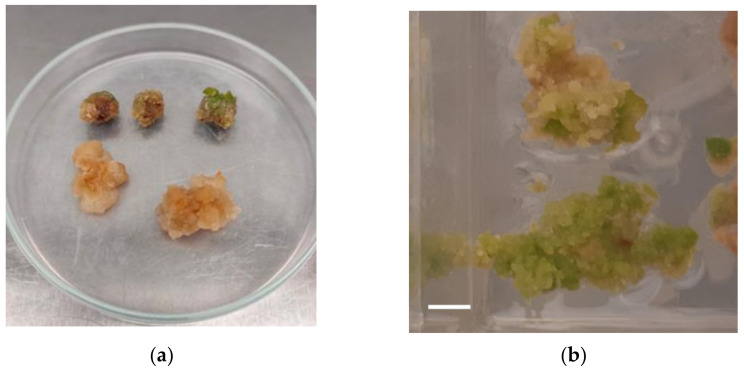 Callus induction: (a) Different appearance of calli depended on the callus induction medium. Petri dish diameter = 9 cm. (b) Callus induction in nodal segment explants of Cannabis sativa L. on MS medium containing 4.52 μΜ 2,4-D after 3 weeks of culture. Bar = 1 cm.