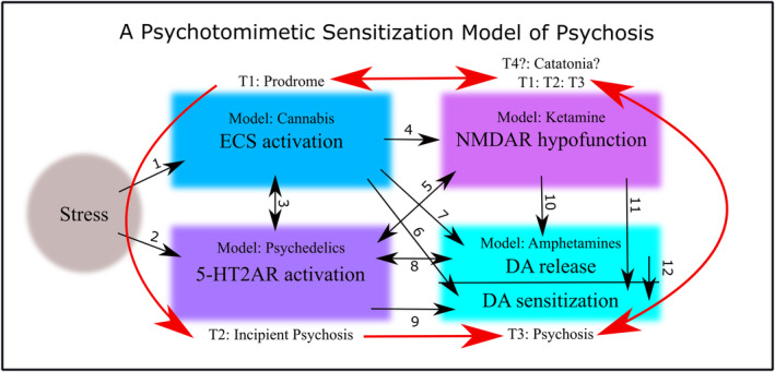 Intense stress engages the ECS, upregulates and activates serotonin 2A receptors (5‐HT2ARs), downregulates NMDA receptor activity, and induces transient dopamine (DA) release and subsequent DA sensitization. Normally this process is adaptive and promotes transient neuroprotection, neuroplasticity and behavioral activation in response to stressors, followed by a subsequent return to baseline. Reciprocal cross‐sensitization and positive feedback between these systems of over time, however, via intermittent exposure to stress or drugs, and perhaps dysregulated basal neurotransmission, can contribute to psychotic disorder (red arrows). Time points T1, T2, and T3 represent prodrome, incipient psychosis and psychosis, and are listed next to a good drug model of that particular stage(s). Each system is always interacting, and the numbered black arrows indicate positive effects of one system on another. References for each numbered arrow are listed as follows. Reviews replace lists of experimental studies when possible (noted in parentheses) 1: Stress—ECS (review) 73 2: Stress ‐5‐HT2AR (review) 82 , 98 3: ECS—5‐HT2AR (review) 99 4: ECS—NMDAR hypofunction (review) 100 5: 5‐HT2AR—NMDAR hypofunction (no review, experimental study list) 101 , 102 , 103 , 104 , 105 , 106 , 107 , 108 , 109 , 110 , 111 , 112 , 113 , 114 , 115 6: ECS—DA release (review) 116 , 117 , 118 ; also see 119 for recent study 7: ECS—DA sensitization (no review, experimental study list) 120 , 121 , 122 , 123 , 124 , 125 , 126 , 127 , 128 , 129 , 130 , 131 , 132 ; although see 133 , 134 8: 5‐HT2AR—DA release (review) 135 9: 5‐HT2AR—DA sensitization (review) 135 10: NMDAR hypofunction—DA release (review and recent study) 106 , 136 11: NMDAR hypofunction—DA sensitization (no review, experimental study list) 106 , 137 , 138 12: DA release—DA sensitization (review and recent study). 139 , 140