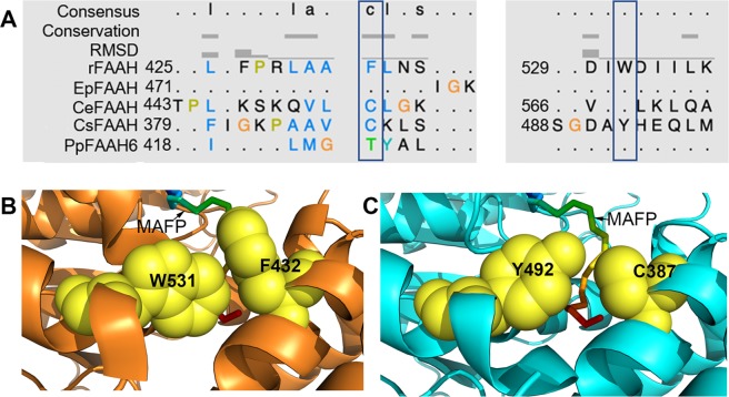The dynamic paddle of FAAH. (A) Structural alignment of EpFAAH, CeFAAH, CsFAAH and PpFAAH6 with F432 and W531 regions of RtFAAH; boxes represent the position associated with dynamic paddle residues of RtFAAH. (B) Formation of dynamic paddle by W531 and F432 of RtFAAH with docked MAFP. (C) Formation of dynamic paddle like structure in CsFAAH with substituted residues of Y492 and C387 in place of W531 and F432, respectively. Substrate, MAFP is shown as a stick with rainbow color. Residues of dynamic paddle are shown as sphere and yellow in color. Formation of dynamic paddle in these five FAAH orthologs shown in the alignment are presented in Fig. S7.