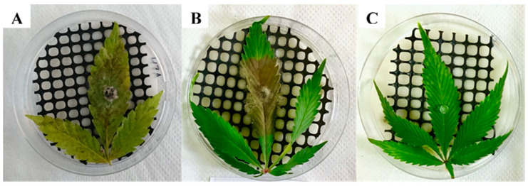 Koch postulate assays on detached MC leaves, inoculated using a PDAC plug, of (A) Alternaria alternata (isolate 22A); (B) Botrytis cinerea (isolate 63A); and (C) control leaves, inoculated with a sterile PDAC plug.