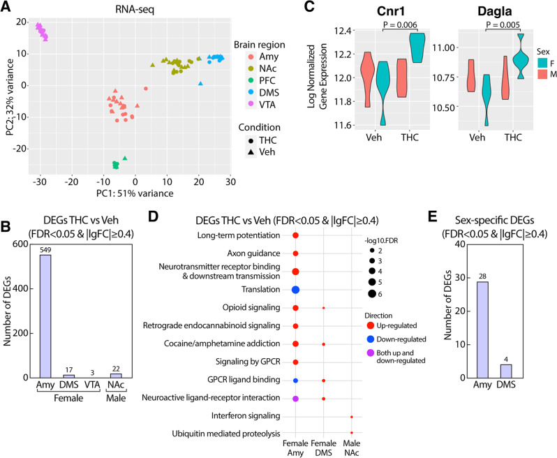 Adolescent THC exposure induced sex-specific transcriptional changes.A PCA visualization of male and female RNAseq samples across brain regions and treatment conditions. B Number of DEGs across brain regions and sexes within each sex and brain region. C Violin plots of Cnr1 and Dagla expression changes across sexes and brain regions. D Pathway enrichment for DEGs in female Amy, DMS, and male NAc. Dot color depicts the direction of regulation and dot size illustrates the significance. E Number of DEGs for treatment by sex interaction across brain regions in analyses including both sexes for each brain region.
