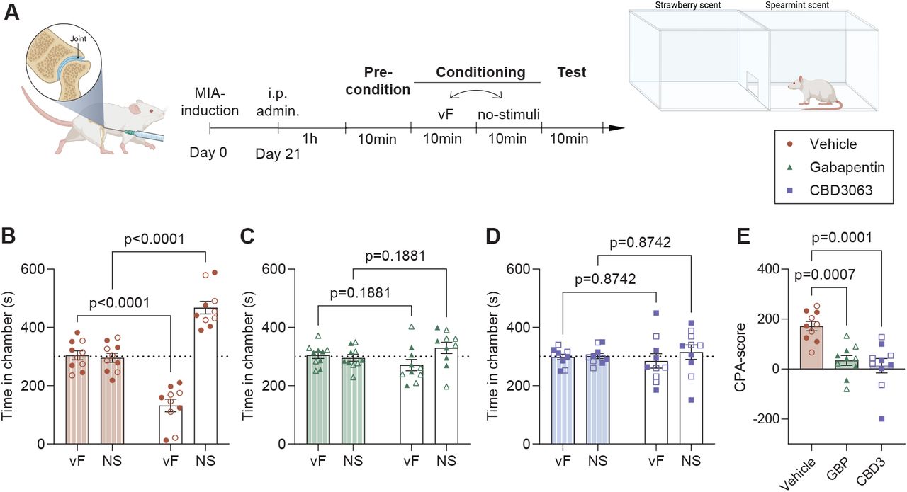 MIA-mediated behavioral aversion to mechanical stimulation is reduced by CBD3063 and gabapentin.(A) Schematic timeline of the two-chamber conditioned place aversion (CPA) test performed male and female rats 3 weeks after MIA-injury. 1h after injection of vehicle, gabapentin (30mg/kg) or CBD3063 (10mg/kg), the rat was exposed to 4*10 min consecutive sessions of; preconditioning, conditioning to each chamber, and test. Conditioning included one chamber conditioned to stimulation with a 10g vF-filament every 30second in one chamber, and no stimulation (NS) in the other. (B) Vehicle treated MIA-injured animals showed increased aversion to the VF-conditioned chamber during the test. (C)Injection of Gabapentin (30mg/kg) prevented the MIA-induced stimulus-aversion. (D) Injection of CBD3063 (10mg/kg) prevented the MIA-induced stimulus-aversion. (E) CBD3063 and gabapentin both decreased the MIA-induced aversion as seen by decreased CPA-scores when compared with vehicle. CPA score = time in VF-chamber during preconditioning – time in VF-chamber during test. For panel B-D; Results were compared using 2-way ANOVA and post-comparison with the Sidak’s multiple comparison test For panel E, results were compared using One-way ANOVA and Tukey’s post comparison test. N=10 across sex (5/5 pr sex). Females are displayed as open symbols, males as closed. Results are displayed as Mean ± S.E.M.