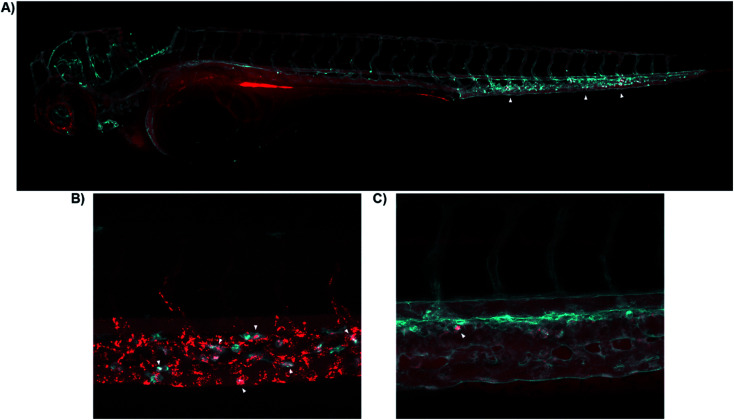 Real-time in vivo visualization of CB2R in zebrafish embryos. (A) 8-SiR (red) injected in 3dpf Tg(fli1:EGFP) zebrafish larvae, which expresses EGFP fluorescent protein in the blood vasculature (cyan). 8-SiR was found freely circulating in the blood vasculature after injection, with increased intensity in the CHT region (white triangles). (B) 8-SiR injected in 3dpf Tg(mpeg1.1:mCherry-F) zebrafish larvae, which expresses mCherry-F fluorescent protein in macrophages (cyan), demonstrating its colocalization. (C) 7-AF488 (red) injected in 3dpf Tg(kdrl:mCherry) zebrafish larvae, which expresses mCherry fluorescent protein in the blood vasculature (cyan). See also ESI Videos S8 and S9.†