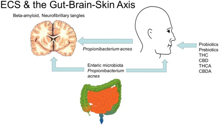 Cannabis, the endocannabinoid system and the gut-brain-skin axis (diagrams of brain, gut by Mikael Hagstrom, face by Mouagip, all public domain).