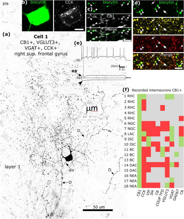 Immunohistochemical molecular testing of GABAergic interneurons recorded in vitro in whole‐cell mode. (a) A rosehip cell is CB1‐positive in layer 1 (cell 1 in Figure 8f). Reverse contrast LSM image of the biocytin labelled cell; note the high density of large boutons (dots). The axon initial segment (ais) and three dendrites (D) are indicated. (b) The soma is immunopositive for CCK (N, nucleus). (c) The axon and boutons are CB1‐positive (e.g. arrowheads). (d) Boutons of the cell (green, arrowheads) are both VGAT‐ (yellow) and VGLUT3‐positive (red) amongst additional VGAT (e.g. arrow) and/or VGLUT3‐positive (e.g. double arrow) boutons. Maximum intensity projections of optical slices, Z‐stack total depth: (a), tiled, 20 μm; (b), 4.4 μm; (c), 0.35 μm; (d), 3.5 μm. (e) Voltage responses of the cell to holding current and current injections of rheobase (RB), RB + 100 pA (upper trace), and holding current −100 pA, showing a small voltage sag (arrowhead) in response to the hyperpolarising current injection. The cell fired irregularly with spike frequency adaptation and strong spike amplitude accommodation when continuously depolarised. (f) Immunoreactivities in all recorded and visualised CB1‐positive interneurons (n = 18) tested for 1–8 molecules: green, immunopositive; red, immunonegative; grey, not tested/inconclusive. Most neurons tested were VGAT‐positive. BC, basket cell; DAC, descending axon cell; ISC, interneuron specific cell; LAC, loose axon cell; NEA, not enough axon; NGC, neurogliaform cell; RHC, rosehip cell; Scale bars, (b‐d), 5 μm.
