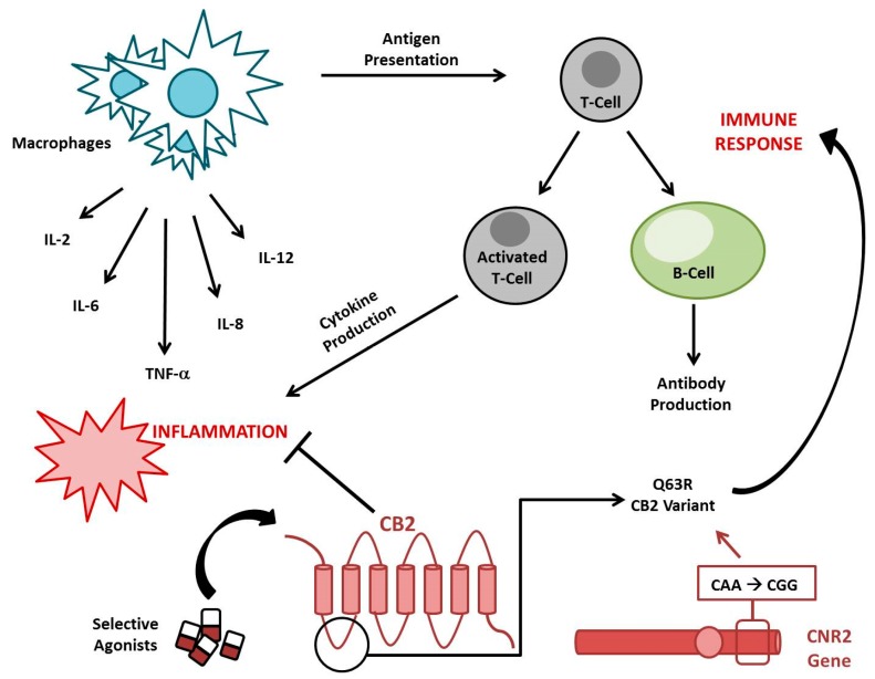 Role of Cannabinoid Receptor 2 (CB2) in inflammation and the immune response. The stimulation of CB2 by its selective agonists inhibits cytokines’ production and reduces antigen presentation, modulating both inflammation and the immune response. CNR2 Q63R is a very common CB2 variant that compromises CB2 immunomodulatory properties, predisposing the individual to autoimmune disorders.