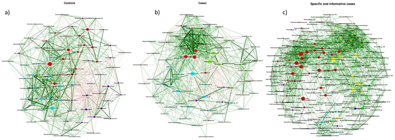 Abundance networks for housed (controls) and CHA (cases).(a) abundance network of controls, (b) abundance network of cases, and c) abundance network of case-specific species plus the informative species of cases obtained from Random Forest and LDA analysis. The networks were analyzed with Pearson method in the NetCoMi package. The size of the nodes was adjusted by betweenness, and a color was assigned to each subcluster within the network. Positive associations are shown with green connections and negative with red connections.