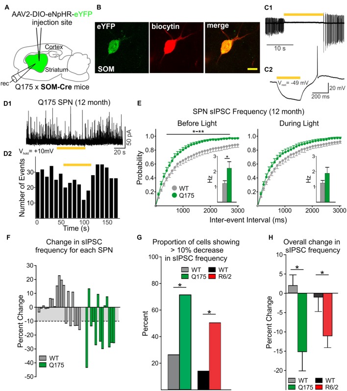 Reduced inhibitory input to SPNs is induced by silencing SOM-expressing interneurons. (A) Schematic of AAV injection and recording sites used for silencing experiments. (B) Confocal image of a biocytin-filled SOM-expressing interneuron (red) that also expresses eYFP. The cell was recorded from a 12 month old Q175xSOM-Cre mouse. Scale bar = 10 μm. (C1) Recording from a Q175 SOM-expressing interneuron in cell-attached mode. Most SOM interneurons are constitutively active at rest with firing frequencies of 1–10 Hz. During yellow light activation of enhanced Natronomonas pharaonis halorhodopsin (eNpHR; bar, 585 nm, 1 mW), the cell was silenced. (C2) Yellow light illumination (bar, 0.08 mW) hyperpolarizes SOM-expressing interneurons. (D1) Sample trace of spontaneous IPSCs (sIPSCs) recorded in an SPN from a 12 month-old Q175 mouse. Activation of eNpHR in SOM-expressing interneurons (bar, 1 mW), decreased sIPSC frequency in a subset of SPNs. (D2) Frequency-time histogram of recorded events in the SPN shown in D1 illustrates the decrease in sIPSC frequency during yellow light illumination. (E) Cumulative inter-event interval distribution plots of SPN sIPSCs before (left) and during (right) yellow light-induced suppression of SOM-expressing interneurons. Insets show the average sIPSC frequencies for each genotype. (F) Plots showing the percent change in sIPSC frequencies for each recorded SPN during yellow light. For WT cells that displayed a reduction in sIPSC frequency during yellow light, the mean percent change was ~10% (gray area). (G) Summary of the percent of SPNs that responded with a decrease (>10%) in sIPSC frequency. Proportionately, more SPNs from symptomatic Q175 (12 months) and R6/2 (60 days) mice showed a decrease in frequency compared to WT SPNs (Fisher exact test: p = 0.029 and p = 0.024, for Q175 and R6/2 vs. WT, respectively). (H) The average percent change (decrease) in sIPSC frequencies when SOM interneurons were silenced was greater in Q175 and R6/2 SPNs compared to WT SPNs. Significant differences were determined using Student’s t-test or two-way ANOVAs followed by appropriate post hoc analyses, where *p < 0.05 and **p < 0.01.