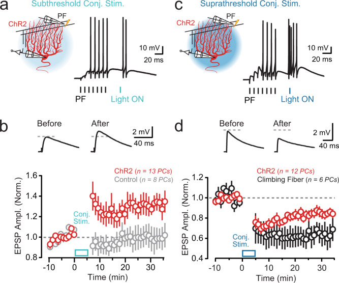 Optogenetic PC activation induces synaptic plasticity.a During PC recordings, a parallel fiber (PF) tetanus (100 Hz, 70 ms) preceded an optogenetically induced stimulus (Δ 25 ms); light power was subthreshold for evoking dendritic spike firing (λ 461 nm; 5 ms; 0.15 mW/mm2). This pairing was delivered for 300 repetitions (1 Hz). b Top: average test EPSPs to parallel fiber stimulation before and after the conjunctive pairing procedure. Bottom: plot of change in EPSP amplitude across PCs shows optogenetically induced LTP (red). Test EPSP amplitude was not affected by the light-pairing procedure when recording in non-ChR2-expressing control PCs (gray). Data were obtained from 12 mice. c In separate recordings, the parallel fiber tetanus was paired with an optogenetic stimulus suprathreshold for evoking dendritic spike initiation (λ 461 nm; 5 ms; 1.7 mW/mm2). d Top: average test EPSPs before and after the conjunctive pairing procedure with high-power light. Bottom: summary plot of EPSP amplitude across PCs shows optogenetically induced LTD (red), the same polarity of plasticity induced by pairing the parallel fiber tetanus with a climbing-fiber stimulus in place of the light pulse (black). Data were obtained from 14 mice. In the plots, data are presented as mean ± SEM.