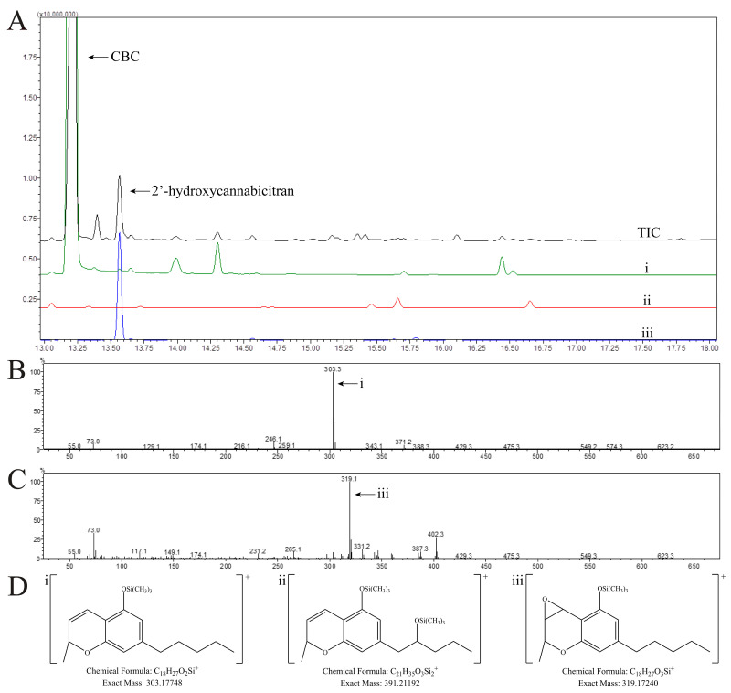 (A) Staggered overlay of GC-MS/MS total ion chromatogram (TIC, black tracer) of CBC incubated with HLMs, extracted ion chromatogram of the fragment m/z = 303.2 ((i), green tracer), extracted ion chromatogram of the fragment m/z = 391.2 ((ii), red tracer), and extracted ion chromatogram of the fragment m/z = 319.1 ((iii), blue tracer). Extracted fragments were selected based upon expected major fragments of metabolites following the formation of the chromenyl ion. Intensities of the extracted fragments were multiplied by a factor of 10 for ease of visibility. Major fragments are shown due to the considerable fragmentation of the molecular ion following ionization, as expected from previous reports [32,33]. Mass spectra of CBC and the major oxidized metabolite 2′-hydroxycannabicitran are shown in (B,C), respectively. Proposed structures for possible chromenyl ions are shown in (D(i–iii)). Importantly, these structures are representative possibilities and an identical modification elsewhere on the molecule resulting in the same chemical formula would be correct.