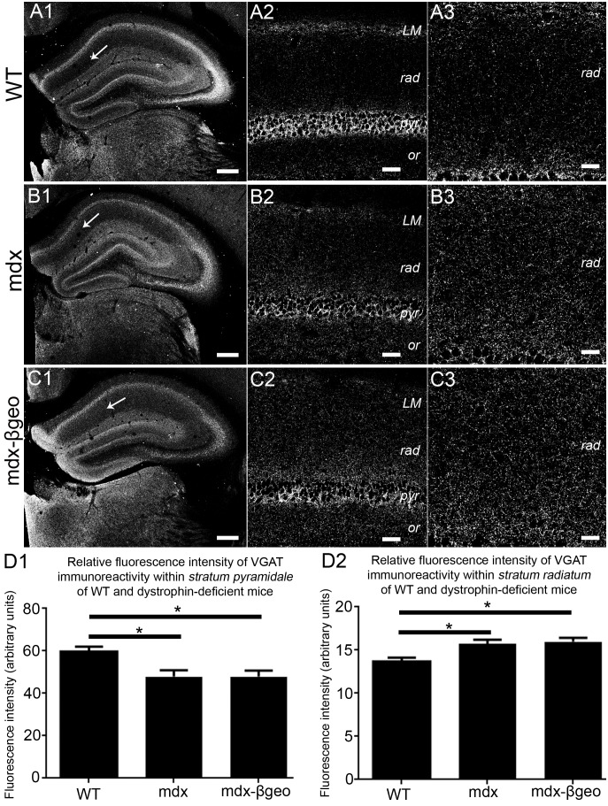 Localisation and quantification of VGAT immunoreactivity within the hippocampus of WT and dystrophin-deficient mice, reacted and imaged under identical conditions.(A) shows the pattern of VGAT immunoreactivity within the hippocampus of WT mouse tissue. (A 1) an overview of the entire hippocampus demonstrating the prototypical enrichment of VGAT immunoreactivity within the cell body regions of the hippocampus. (A 2) a magnified view of the CA1 sub-field confirming the enrichment of VGAT immunoreactivity in stratum pyramidale compared with the dendritic regions. (A 3) is magnified view of stratum radiatum showing the comparatively sparse level of VGAT immunoreactivity within this layer in WT mice. (B) and (C) show the pattern of VGAT immunoreactivity within the hippocampus of mdx and mdxβgeo mouse tissue respectively, reacted and imaged under conditions identical to those for WT tissue. Whilst the enrichment within (B 2, C 2) stratum pyramidale is still evident, the level of signal is significantly lower compared to WT. There is also a noticeably higher level VGAT immunoreactivity within (B 3, C 3) stratum radiatum compared to WT. (D 1) quantification of the intensity of VGAT immunoreactivity within stratum pyramidale of WT, mdx and mdxβgeo tissue. (D 2) quantification of the intensity of VGAT immunoreactivity in the stratum radiatum of WT, mdx and mdxβgeo tissue. Bars represent the means and lines the SEM. *P<0.05; ANOVA with Tukey’s posthoc test; N = 3 animals. Scale bars (A1, B1, C1) 200 µm; (A2, B2, C2) 40 µm; (A3, B3, C3) 20 µm.