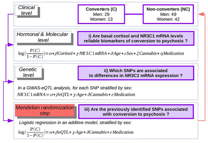The strategy of the analyses: from clinical to hormonal, molecular, and genetics levels.