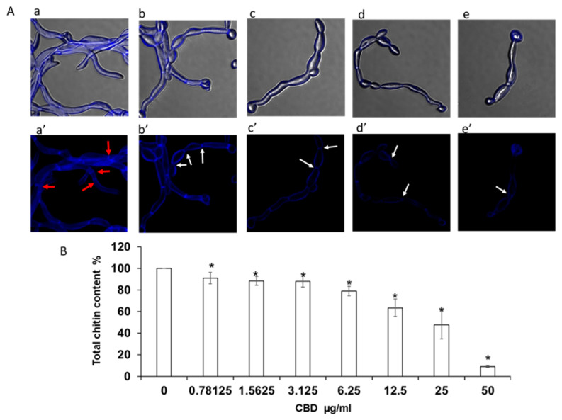 Determination of chitin content in biofilms. C. albicans biofilms after exposure to CBD for 24 h were stained with calcofluor white (CFW) for 5 min in the dark. (A). CFW-stained biofilms were observed by confocal laser scanning microscopy (CLSM). Phase-contrast and CFW stain merged images (a–e); CWF stain (a’–e’) of untreated control (a,a’); biofilms treated with 6.25 μg/mL (b,b’), 12.5 μg/mL (c,c’), 25 μg/mL (d,d’), 50 μg/mL (e,e’) of CBD. Red and white arrows indicate true septa and constrictions at the septal junctions, respectively. Magnification 600×. (B). Total chitin content was measured according to the CFW fluorescence intensity measured in a plate reader. Data are presented as percentage of the untreated control. * Significantly lower than the untreated control (p < 0.05).