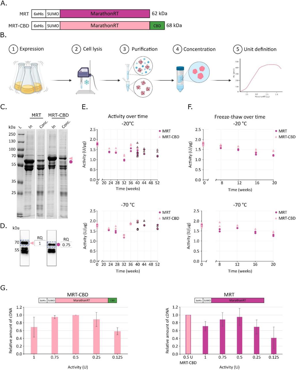 MRT and MRT-CBD construct design, purification, storability, and optimal enzyme-to-template ratio.(A) Schematic representation (not to scale) of MRT and updated MRT-CBD construct in a new plasmid backbone with a C-terminal CBD domain. (B) Overview of the optimized one-step protein production workflow. (C) Representative 10 % SDS-PAGE gel (1.5 mm). In – pooled elution fractions from affinity purification; Conc – concentrated protein. Bands representing full-length protein are indicated (dot = MRT, triangle = MRT-CBD) corresponding to panel A colours. Marker: PageRuler Broad Range Unstained Protein Ladder (Fisher Scientific). (D) Representative Western blot of concentrated protein detected by anti-His antibody. Full-length protein indicated by dot or triangle. Densitometry analysis using ImageLab v 6.0 volume box feature of the relative quantity (RQ) of the full-length protein shown next to the plot, full-length protein band marked by blue dashed line. (E, F) Protein storability. Top panels: activity of samples stored at −20 °C; bottom panels: activity of samples stored at −70 °C. Measurements were performed in technical duplicates, except the first time point (n = 3). Black outline around shapes indicates the use of a new RNA template batch. (E) Protein activity over 52 weeks. (F) Activity during repeated freeze-thaw cycles over 20 weeks. (G) Bar plot of densitometry analysis of free cDNA produced by indicated enzyme amount (U) from 100 ng of 3′-adapter-ligated tRNA template. 0.5 units of the same MRT-CBD reaction were loaded on both gels for comparison.