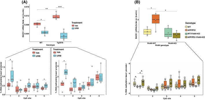 Effects of inhibition and deletion of FAAH on genetic and epigenetic regulation of the BACE1 gene in two models of Alzheimer's disease. (A) The upper panel reports boxplots showing mRNA levels of β‐site APP cleaving enzyme 1 (BACE1) in the hippocampus of wild‐type mice (WT) and Tg2576 mice treated with URB597 (URB) or vehicle (Veh), measured as fold changes over β‐Actin (n = 4 WT/Veh mice; n = 4 WT/URB mice; n = 6 Tg2576/Veh mice; n = 6 Tg2576/URB mice). Lower panels report boxplots showing the percentage of DNA methylation assessed with bisulfite pyrosequencing for the BACE1 gene promoter at five CpG sites for Tg2756 mice (left, n = 6 Tg2576/Veh mice; n = 6 Tg2576/URB mice) and WT mice (right, n = 4 WT/Veh mice; n = 4 WT/URB mice). Statistical analysis was performed using one‐way ANOVA followed by post hoc multiple t‐tests with Sidak's correction for multiple comparisons (*P < 0.05, **P < 0.01, ***P < 0.001). (B) Boxplots showing mRNA expression levels of BACE1 in the hippocampus of APP/PS1 and APP/PS1/FAAH‐knockout (KO) mice and their control littermates (i.e., FAAH‐WT and FAAH‐KO mice), measured as fold changes over β‐Actin (n = 5 for each group).The lower panel reports boxplots showing the percentage of DNA methylation assessed with bisulfite pyrosequencing for the BACE1 gene promoter at five CpG sites. Statistical analysis was performed using one‐way ANOVA followed by post hoc multiple t‐tests with Sidak's correction for multiple comparisons (*P < 0.05). In panels A and B, the central line in each boxplot corresponds to the median (quartile 2, Q2), the plus symbol denotes the mean, and the box edges represent the 25th (Q1) and 75th (Q3) percentiles. Whiskers extend to the most extreme data points within 1.5 times the interquartile range from the box.