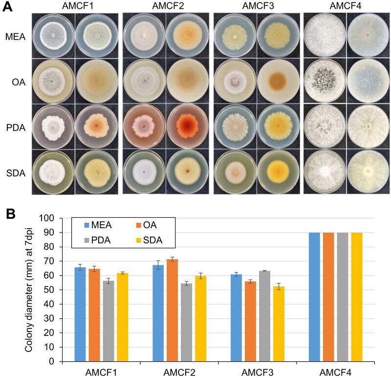 Growth phenotypes of AMCF1, AMCF2, AMCF3, and AMCF4 on different media. (A) Colony morphology of each fungal isolate on malt extract agar (MEA), oatmeal agar (OA), potato dextrose agar (PDA) and sabouraud dextrose agar (SDA) media at 25 °C for seven days. Left and right rows of each figures are upside and downside views of mycelial growth on each media, respectively; (B) Colony diameter of each fungal isolate on different media at seven days post inoculation (dpi).
