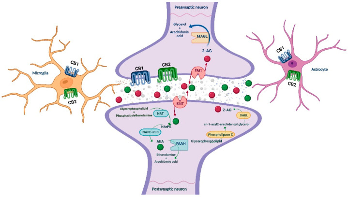 Schematic representation of the main ECS components, including the metabolizing routes of the eCBs. AEA: anandamide; CB1/CB2: cannabinoid receptors 1 and 2; DAGL: diacylglycerol lipase; EMT: endocannabinoid membrane transporter; FAAH: fatty acid amide hydrolase; MAGL: monoacylglycerol lipase; NAPE-PLD: N-acylphosphatidylethanolamine specific phospholipase D; NArPE: N-arachidonoyl phosphatidylethanolamine; NAT: N-acyl transferase; 2-AG: 2-arachidonoylglycerol. Image created with BioRender.