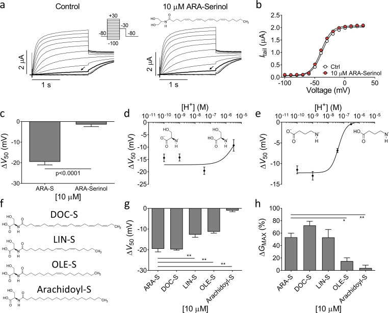 Importance of the negative charge of the head group and composition of lipid tail for endocannabinoid effect on hKV7.2/3. (a) Representative current traces of hKV7.2/3 before and after application of 10 µM ARA-Serinol. Arrow indicates an activating voltage step to −50 mV. Insert of used voltage clamp protocol and molecular structure of ARA-Serinol. (b) Representative G(V) curve for the effect of 10 µM ARA-Serinol for the cell shown in a. (c) Mean ΔV50 induced by 10 µM ARA-S or 10 µM ARA-Serinol. Data shown as mean ± SEM; n = 4–8. (d) pH response relation for 10 µM ARA-S effect on V50. Data shown as mean ± SEM; n = 3–8. Apparent pKa = 5.4. Inserts indicate the structure of deprotonated and protonated ARA-S head. (e) pH response relation for 10 µM NAGABA effect on V50. Data shown as mean ± SEM; n = 4–7. Apparent pKa = 7.3. Inserts indicate the structure of deprotonated and protonated NAGABA head. (f) Molecular structure of DOC-S, LIN-S, OLE-S, and arachidoyl-S. (g and h) Mean ΔV50 (g) and ΔGMAX (h) induced by 10 µM indicated serine endocannabinoid analogues. Data shown as mean ± SEM; n = 5–9. Statistics denote one-way ANOVA with Dunnett’s multiple comparison test with ARA-S set as control. * indicates P < 0.01; ** indicates P < 0.001.