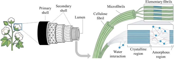 Hierarchical structure of cotton cellulose from the cell wall to the molecular level, showing cellulose fibrils organized into microfibrils and elementary fibrils with crystalline and amorphous regions.