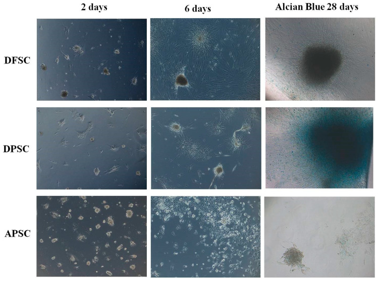White light microscopy images of DFSCs, DPSCs, and APSCs induced for chondroblastic differentiation, on day 2, day 6, and day 28 (Alcian blue staining).