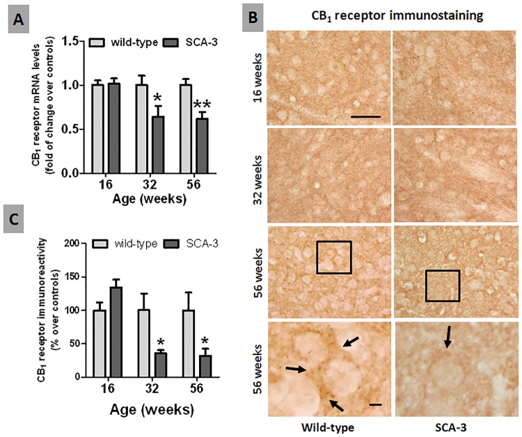 Histological and biochemical analysis of the CB1 receptor in the striatum of SCA-3 transgenic and wild-type mice.Panel A: qPCR analysis of the CB1 receptor in the striatum of SCA-3 transgenic and wild-type mice at different stages of disease progression. Panels B and C: Immunostaining for the CB1 receptor in the striatum of SCA-3 transgenic and wild-type mice at different stages of disease progression (bar = 50 μm and 10 μm, respectively). The arrows indicate the presence of CB1 receptor immunolabeling in corticostriatal terminals. In all cases, the values are expressed as the mean ± SEM of more than 6 mice per group, assessing the data using a Student’s t-test: *p<0.05, **p<0.01 versus wild-type animals.