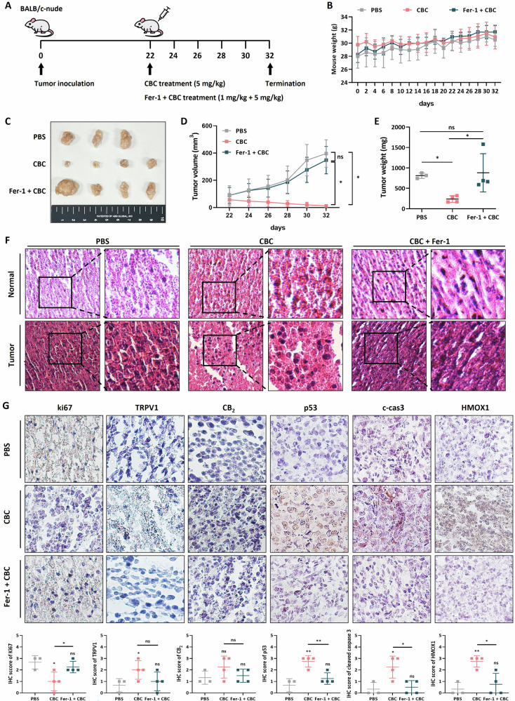 Cannabichromene (CBC) treatment results in tumor regression in mouse xenograft models.A A schematic diagram is presented showing the timeline of the tumor xenograft model using BALB/c-nude mice and CBC treatment. B Mouse weights were measured every other day after tumor inoculation. C Tumor size, D tumor volume, and E tumor weight were measured after euthanizing the mice. CBC resulted in a decrease in the tumor size and volume, but these effects on the size and volume were not observed with combination treatment comprising CBC and ferrostatin. Results are expressed as mean ± SD (PBS (n = 3), CBC (n = 4), Fer-1 + CBC (n = 4)). Statistical analysis was performed with one-way ANOVA followed by Tukey’s multiple comparison test, with P < 0.01 or P < 0.001 vs. PBS or CBC. F Representative H&E staining images were compared between normal and tumor regions. G Immunohistochemistry (IHC) images were obtained for apoptotic marker proteins, including p53, cleaved PARP-1, and cleaved caspase-3. IHC images were obtained for ferroptosis marker proteins, including HMOX1 and SLC7A11. IHC images were also obtained for endocannabinoid-related proteins, including CB2 and TRPV1 receptor proteins. The graphs were generated based on densitometric data from IHC images. Statistical significance was determined using Student’s t tests, with p-values ≤ 0.05 indicating statistical significance. Results are expressed as mean ± SD (PBS (n = 3), CBC (n = 4), Fer-1 + CBC(n = 4)). Statistical analysis was performed with one-way ANOVA followed by Tukey’s multiple comparison test, with P < 0.01 or P < 0.001 vs. PBS or CBC.
