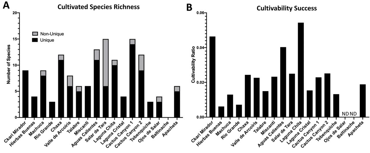 Among cultivable bacteria 74 unique colony species were isolated and identified142 distinct isolates based on colony morphology were isolated including 74 unique bacterial species. Isolates were cultured from environmental samples as described in Methods. The strain identity of colony isolates with different morphologies were distinguished based on the 16S rRNA gene of each colony isolate amplified via PCR and sequenced. The 16S rRNA gene sequence was aligned to the NCBI database to identify colony genus, species and/or strain using 97% identity as species separation and confidence. (A) Distribution of isolates across sampling locations. Unique is defined as a bacterial species within the same location that has no other representative. Non-unique refers to the same species found in different samples from the same location. (B) The cultivability success was calculated as the ratio between the cultivated species richness (unique) and the Illumina 16S rRNA alpha diversity (Figure 3A). Ojos de Salar and Baltinache could not have ratio calculated due to failure to detect bacteria in the Illumina data (labeled NA). Laguna Chita had the greatest cultivability success across all locations.