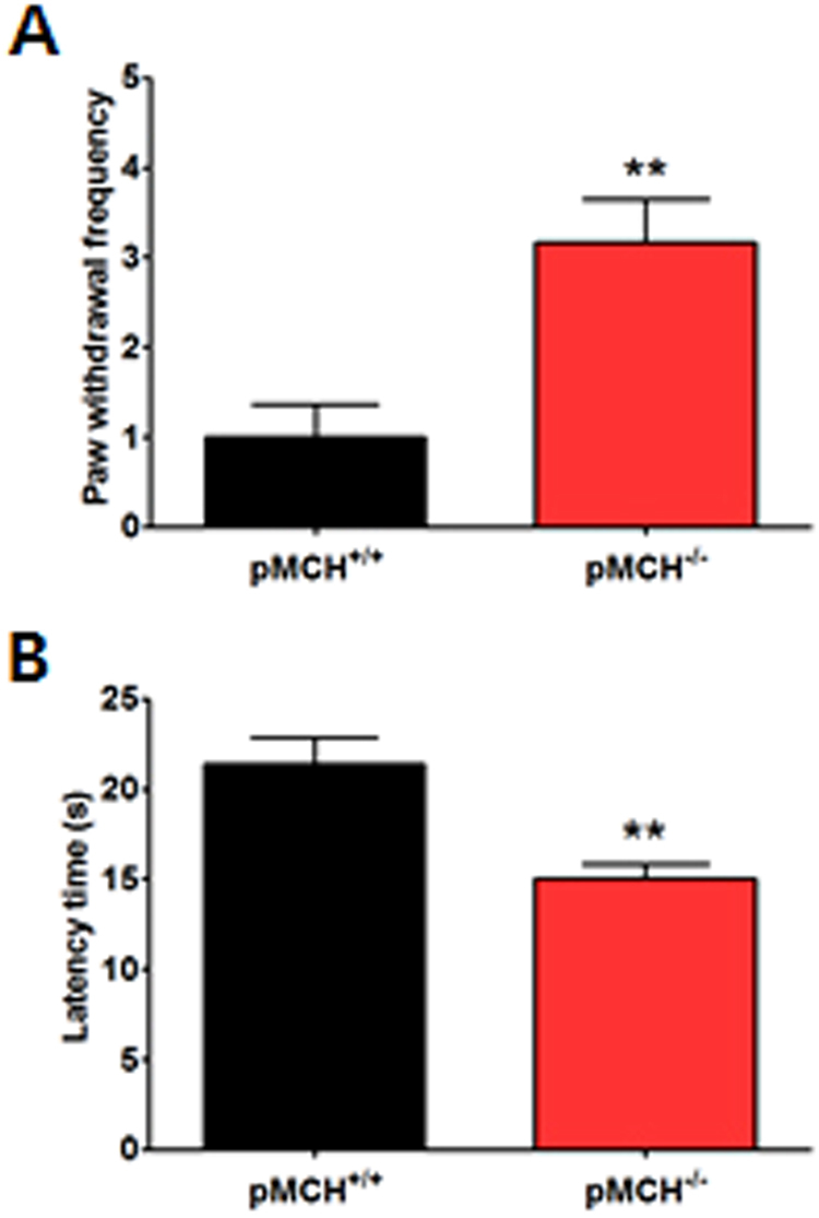pMCH was associated with the modulation of pain responses. Bar graphs summarizing paw withdrawal frequency in response to mechanical stimuli (A) and withdrawal latency time in response to heat stimuli (B) in the pMCH−/− and pMCH+/+ groups (n = 5–6/group). **p < 0.01 compared to the pMCH+/+ group, unpaired two-tailed t-test. Data are expressed as a mean ± SEM.