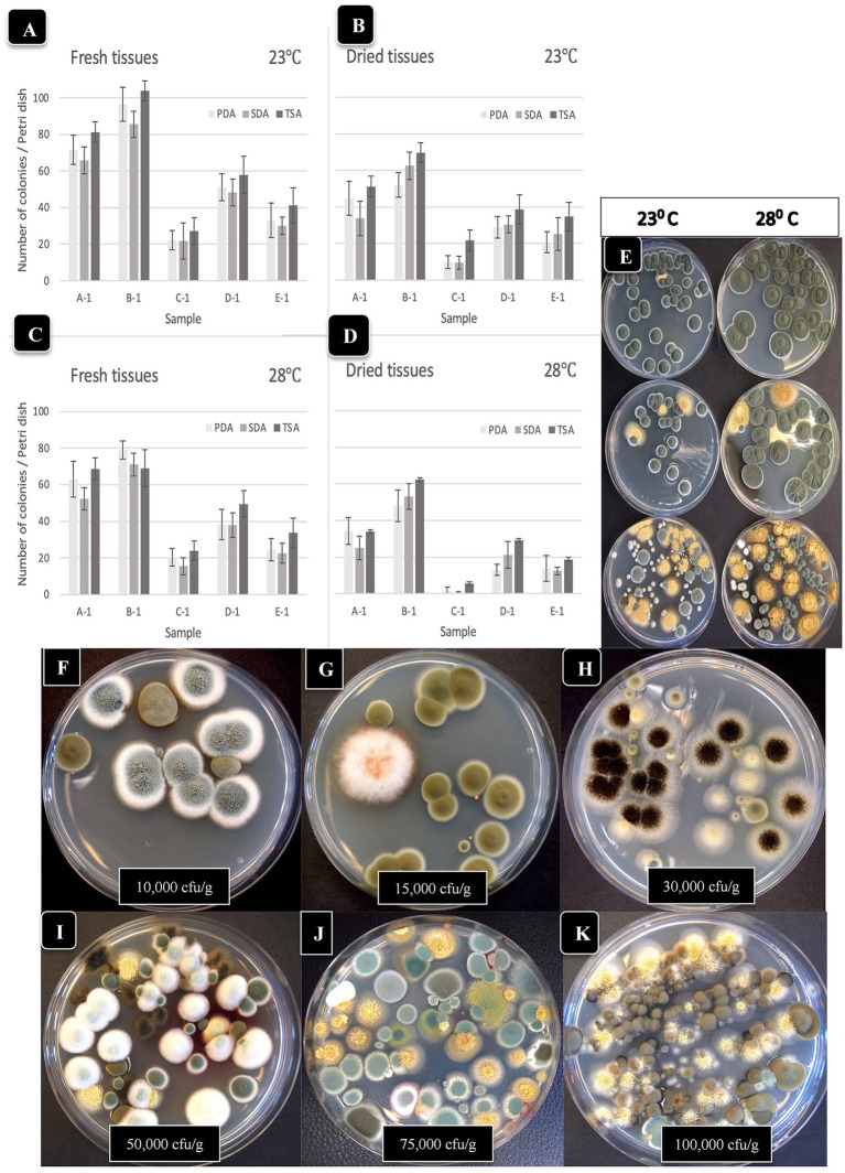 Comparison of the effect of two temperatures (23°C, 28°C) on the recovery of yeasts and molds originating from fresh and dried cannabis samples. Tissues were homogenized in a blender and plated onto each of 3 media (PDA + S, SDA and TSA) and colony numbers were rated after 5 days of incubation at each temperature. The samples were run in duplicate and the extracts were plated onto 4 Petri dishes (n = 8) of each medium for each sample. (A,B) Colony numbers recovered at 23°C from fresh and dried tissues. (C,D) Colony numbers recovered at 28°C from fresh and dried tissues. The vertical bars represent means with standard error bars showing variation around the mean. (E) Comparison of colony growth on PDA + S at two temperatures for 3 tissue samples. (F–K) The range of colony numbers observed in this study on PDA + S, ranging from 10,000 cfu/g to 100,000 cfu/g after 5 days of incubation at 23°C.