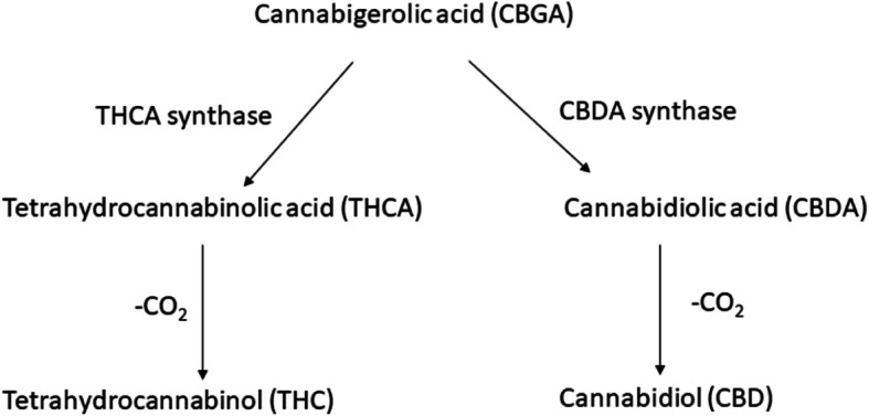 Synthesis of cannabinoids, THC and CBD, from CBGA