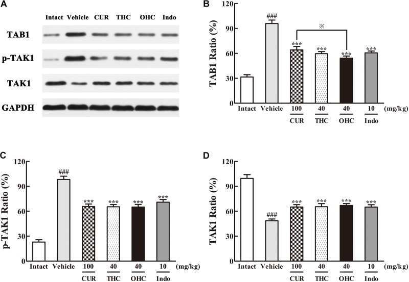 Effects of (A) Representative lanes of TAB1, p-TAK1, and TAK1. THC and OHC on TAB1 (B), p-TAK1 (C), and TAK1 (D) protein expressions in the carrageenan-induced mouse paw edema. After administration with THC (40 mg/kg, i.g.), OHC (40 mg/kg, i.g.) or CUR (100 mg/kg, i.g.) for 7 days, the hind paws were removed and homogenized in the lysis buffer, and then the protein extracts of hind paws were transferred to polyvinyl difluoride (PVDF) membranes and analyzed by Western blot. GAPDH was employed as loading control. Data were expressed as means ± S.E.M. (n = 3), ###p < 0.001 vs. the intact control; ∗∗∗p < 0.001 vs. the vehicle control; p < 0.001 vs. the CUR group. Significant differences between groups were determined by ANOVA and Dunnett’s post hoc test.