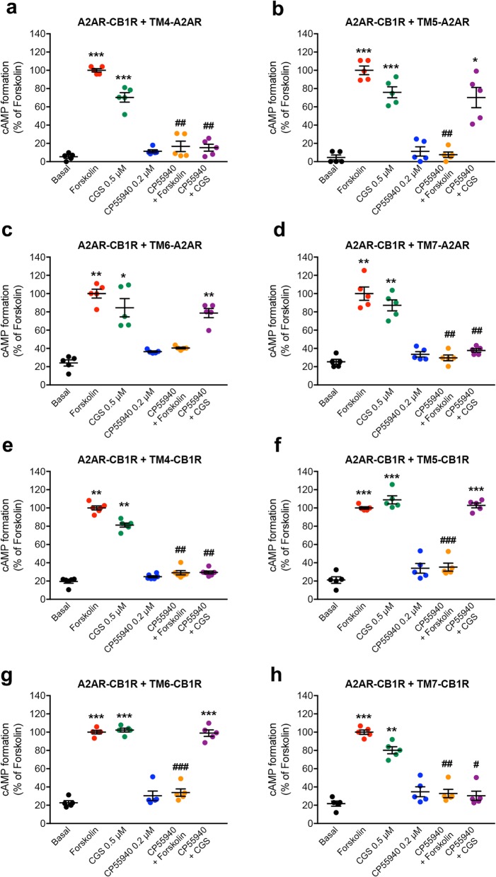 Canonical Gs-Gi antagonistic interaction at the AC level in the A2AR-CB1R heterotetramer. a–h Effect of TM peptides on the cAMP formation induced by forskolin (500 nM) or by the A2AR agonist CGS21680 (CGS, 500 nM) and counteractive effects of the CB1R agonist CP55940 (200 nM). HEK-293T cells were transiently transfected with the cDNAs of CB1R and A2AR (2 μg in both cases) and treated for 4 h with 4 μM of peptides TM4, TM5, TM6, or TM7 of the A2AR or CB1R. Values are means ± S.E.M. (n = 5 with triplicates in all experiments) of the percentage of forskolin-induced cAMP formation and analyzed statistically with repeated measures ANOVA, followed by Dunnett’s multiple comparison test (*, **, and ***: p < 0.05, p < 0.01, and p < 0.001, respectively, compared with basal; #, ##, and ###: p < 0.01 and p < 0.001, respectively, compared to forskolin or CGS)