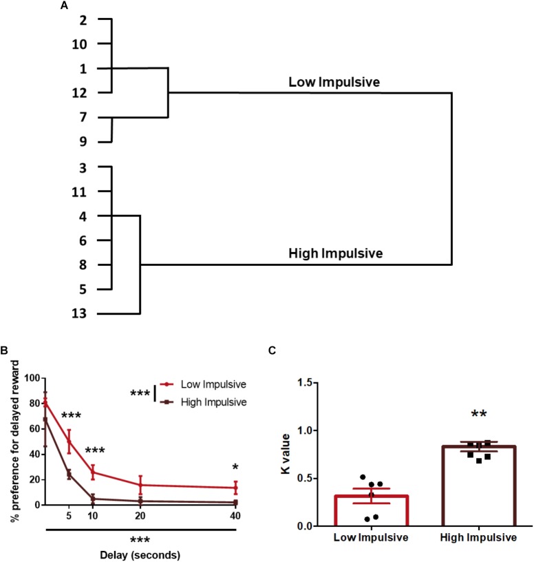 Population segregation according to performance in the delay-discounting task. (A) Cluster analysis dendrogram showing the grouping of rats in high impulsive and low impulsive populations. Numbers correspond to the ID of each rat according to our numbering system for this experiment. (B) Delay-discounting curves of high and low impulsive rats. ∗p < 0.05, ∗∗p < 0.01, and ∗∗∗p < 0.001 as compared to the low impulsive group. The main GROUP and DELAY effects are represented by the asterisks in the legend and in the horizontal axis. (C) k-value of high impulsive and low impulsive animals. ∗∗p < 0.01 as compared to the low impulsive group. Line and bar graphs represent the mean ± standard error of the mean. Symbols in bar graphs represent individual data points from each rat.