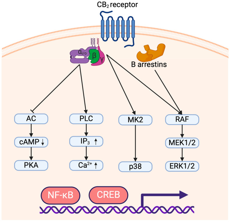 Signaling of the CB2 receptor leading to pro- and anti-inflammatory responses. The arrows (↑/↓) indicate an increase or decrease in molecule concentration, respectively.