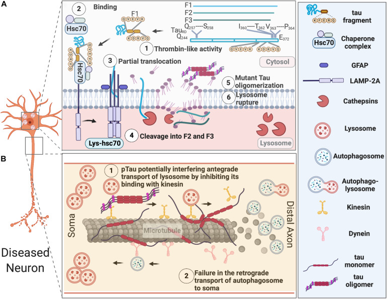 AELN defects in diseased neurons. (A) Exogenously expressed tau repeat domain can be cleaved by a Thrombin-like activity to generate an F1 fragment, which is then recognized by Hsc70 and co-chaperons. Hsc-70 bound F1 fragment can only partially translocate into lysosomes, which further induce its cleavage by Cathepsin L to generate F2 and F3 fragments. Tau fragments impair CMA and cause lysosomal rupture, which in turn induce mutant tau oligomerization and aggregation. (B) Pathological tau undergoes hyperphosphorylation and aggregates in the somatodendritic compartments, overwhelming AELN and also inhibits kinesin’s binding to the microtubules, which further interfere with the degradative lysosome transportation to axons. At the later stage, dissociation of hyperphosphorylated tau from microtubule and its destabilization/disassembly may interfere with the retrograde transport of autophagosomes to lysosomes and ultimately lead to accumulation of autophagosomes in axons.