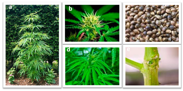 Cannabis sativa L. Plant (a); inflorescence (b); seed (c); leaf (d); stem (e).