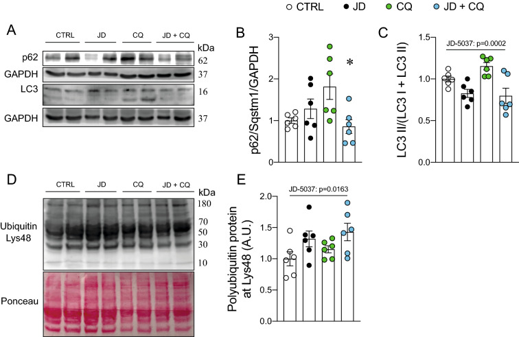 JD-5037 reduces LC3 II protein in vivo. p62/Sqstm1, LC3, and polyubiquitin protein levels were determined by western blot. A Representative western blot image. B p62/Sqstm1 protein levels. C LC3 II is normalized by total LC3. D Representative western blot image. E Polyubiquitin protein levels. A two-way analysis of variance (ANOVA) with Bonferroni’s post hoc test was conducted. Statistical significance was et al. p < 0.05. *CQ vs. JD + CQ. Values are expressed as mean and S.E.M. and scatter dot plot, as appropriate