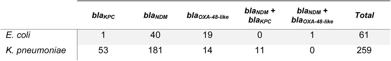 Distribution of carbapenemase genes among Escherichia coli and Klebsiella pneumoniae clinical isolates.