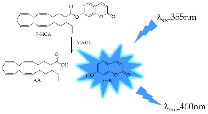 MAGL-responsive fluorescent probe 7-hydroxycoumarinyl-arachidonate (7-HCA).