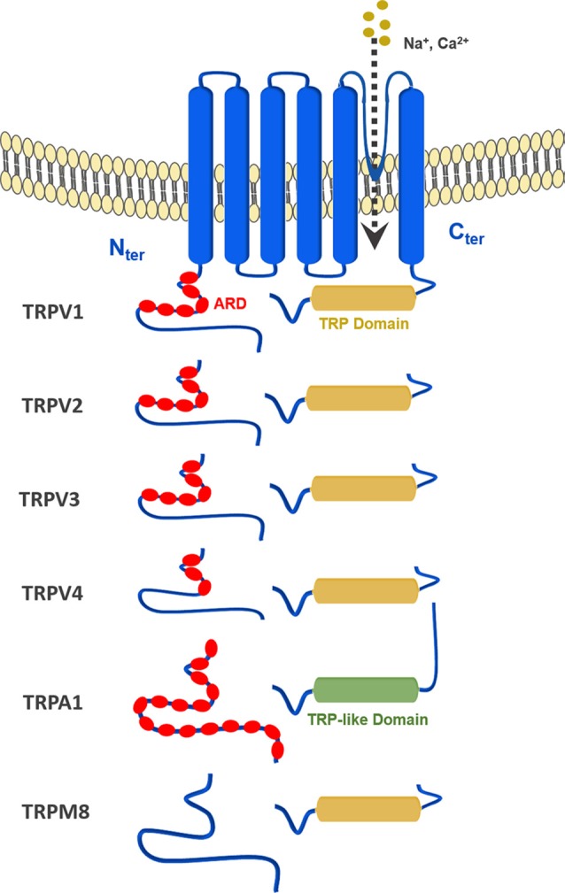 General topology of the transient receptor potential (TRP) channels discussed in this review: TRPV1–4, TRPA1 and TRPM8.