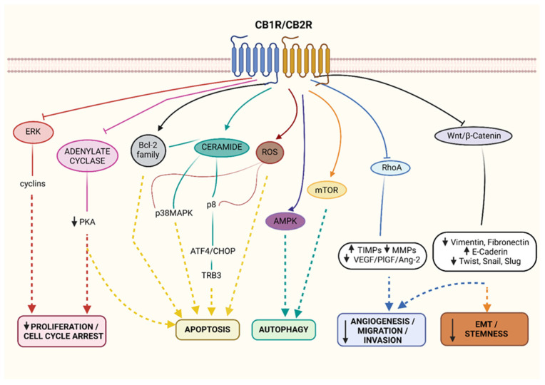 Canonical CBRs signalling in cancer. Cannabinoids inhibit proliferation and cell cycle (↓ERK/cyclins; ↓Adenylate cyclase/PKA), induce apoptosis (↑Bcl-2; ↑p38MAPK; ↑p8/ATF4/CHOP/TRB3; ↑ROS) and autophagy (↑AMPK; ↑mTOR), decrease angiogenesis (↓VEGF/PIGF/Ang-2), migration and invasion (↓RhoA; ↓MMPs). The modulation of CB1R/2 also reduce EMT (↓Vimentin, Fibronectin) and stemness (↓Wnt/β-catenin; ↓Twist, Snail and Slug). Created with BioRender.com.