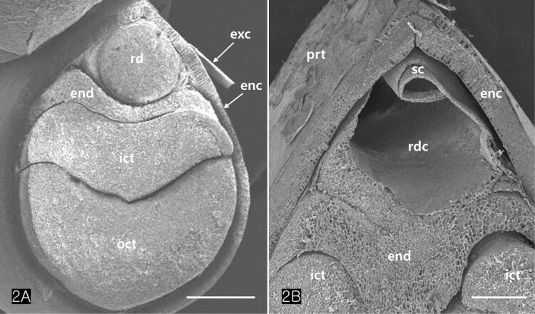 Scanning electron microscopy (SEM) images of an achene. (A) The seed contains two cotyledons, a radicle, and an endosperm between the internal cotyledon and the radicle. (B) Detail of a distal region of an achene. Note a radicle cavity and an endosperm showing tetrapodic appearance. Abbreviations: enc; endocarp, end; endosperm, exc; exocarp, ict; inner cotyledon, oct; outer cotyledon, prt; perianth, rd; radicle; rdc; radicle cavity, sc; seed coat. Scale bars (A) = 1 mm; (B) = 500 µm.