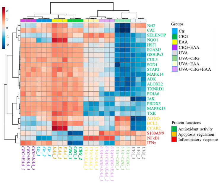 Heatmap and clustering of the top 25 differentially abundant proteins (with p value lower than 0.003) identified in UVA (18 J/cm2) irradiated skin melanocytes following 24 h incubation with cannabigerol (CBG, 1 µM), 3-O-ethyl ascorbic acid (EAA, 150 µM), and both compounds used together (CBG + EAA). The results of the mass spectrometry data analysis conducted using Proteome Discoverer 2.0 (Thermo Fisher Scientific, Bremen, Germany) are presented in Supplementary File S4. Abbreviations: ADK, adenosine kinase; AIF, apoptosis-inducing factor; ALOX12, arachidonate 12-lipoxygenase; BCL2, B-cell lymphoma 2; CAT, catalase; CCAR, cell cycle and apoptosis regulator; CUL, cullin; GSH-Px, glutathione peroxidase; HSF, heat shock factor; IFN, interferon; JAK, Janus kinase; MAPK, mitogen-activated protein kinase; NFκB, nuclear factor κB; NQO, NAD(P)H: quinone oxidoreductase; Nrf2, nuclear factor erythroid 2-related factor 2; PDI, protein disulfide isomerase; PGAM, phosphoglycerate mutase family member; PRDX, peroxiredoxin; S100A8/9, calprotectin; SELENOP, selenoprotein; SOD, superoxide dismutase; STAP, signal-transducing adaptor protein; TXK, tyrosine-protein kinase; TXNRD1, thioredoxin reductase 1.
