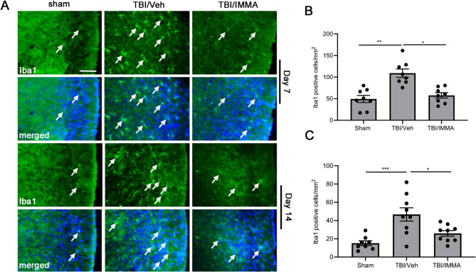 The increased microglia accumulation in the trigeminal nucleus caudalis (TNC) of the mTBI mice was attenuated by IMMA treatment. On days 7 and 14 post-TBI, the Iba1-positive macrophages/microglia immunostaining cells (indicated by arrows) increased in the TNC of the mTBI mice, that was reduced by IMMA treatment (A). The lower panels show co-staining with DAPI. Quantification showed that there was a 2-3 folds increase of the Iba1 positive cells in the TBI/vehicle group compared to the sham group in TNC at both 7 and 14 days post-TBI, and the increase was significantly attenuated by IMMA treatment (B, C). *, p < 0.05, **, p < 0.01 and ***p < 0.001 (mean ± SEM. n = 8/group). Scale bar = 50 μm