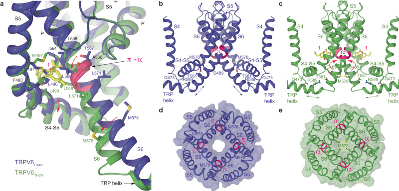 Conformational changes and mechanism of TRPV6 inhibition by THCV.a Superposition of TRPV6THCV (green) and apo-state TRPV6Open (purple, PDB ID: 7S89) structures. THCV molecule at site 1 (yellow) as well as residues contributing to THCV binding and forming the gate (M578) are shown as sticks. Conformational changes induced by THCV binding are indicated by red arrows. The region that undergoes the π-to-α transition in S6 upon THCV binding is highlighted (pink). b, c Core of the transmembrane domain in TRPV6Open (b) and TRPV6THCV (c), with elongated S6 and TRP helices indicated by double arrows, respectively. Open-state stabilizing interactions between Q473 and R589 as well as D489 and T581 are shown as dotted lines. Only two of four subunits are shown, with the front and back subunits removed for clarity. d, e Intracellular views of the gate region in TRPV6Open (d) and TRPV6THCV (e), with the surface shown in the corresponding color and M578 labeled.