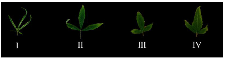 Effect of the number of subcultures (i.e., I, II, III, and IV) on leaf anatomy of in vitro grown cannabis.