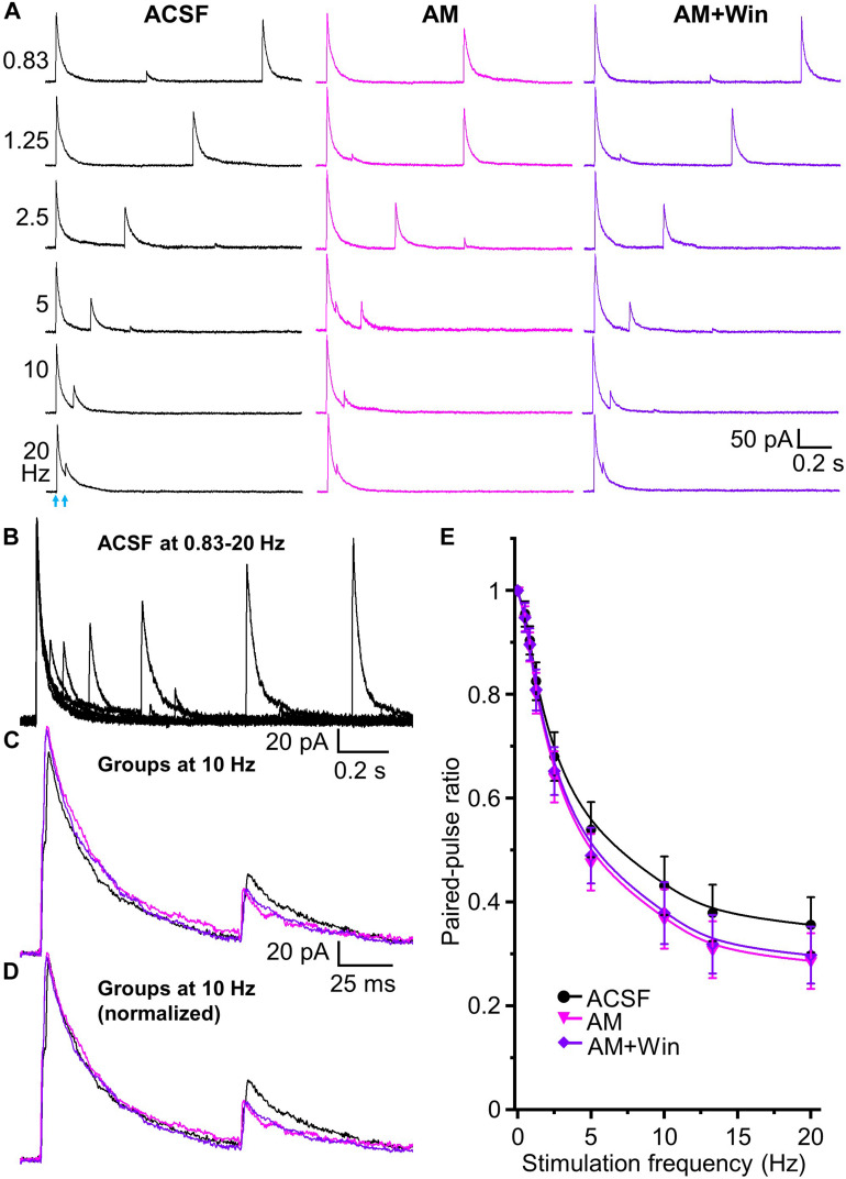 Tonic endocannabinoid modulation at the HDB-granule cell synapses. (A) Representative traces of evoked IPSCs by paired-pulse optical stimulation at frequencies of 0.83 to 20 Hz (corresponding to interstimulus intervals of 1.2 to 0.05 s) in ASCF, AM (AM 251, 5 μM) and AM + Win (Win, Win 55,212-2, 5 μM). (B) Superimposed traces in ACSF at different frequencies showing short term depression in the peak amplitude of test IPSCs with increase of frequencies from 0.83 to 20 Hz. (C) Superimposed representative traces in ACSF (black), AM (magenta) and AM + Win (blue) at 10 Hz are superimposed to show slightly different control and test IPSCs. (D) Representative traces of control IPSC in AM and AM + Win at 10 Hz normalized to ACSF showing relative changes in test (second) stimulus IPSC peak amplitudes. (E) Group data showing PPR decreases with increase of stimulation frequencies from 0.5 to 20 Hz (0, 0.5, 0.83, 1.25, 2.5, 5, 10, 13.3 and 20 Hz) or intervals of 2 to 0.05 s in ACSF, AM and AM + Win. AM 251 to block CB1 receptor decreases PPR from ACSF. Win 55,212-2 does not cause any further change of PPR in the presence of AM 251. N = 7.