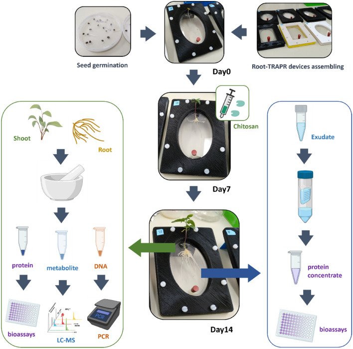 Summarized workflow of plant growth experiment in this study. First, industrial hemp seeds were germinated in Petri dishes, while Root-TRAPR systems were assembled. Seedlings were transferred to Root-TRAPR systems on day 0. Chitosan treatment was performed on day 7. Plant tissues (shoot and root) and root exudate were sampled on day 14. Tissue samples were ground and divided into three parts for subsequent analyses. They were analyzed for bioassays (protein), phytohormone quantification (metabolite) and gene detection (DNA). Root exudate was passed through a 10 kDa MWCO Amicon centrifugal filter device (Merck Millipore, Germany) to concentrate proteins, then tested for enzyme activities. This figure was partially created with BioRender.com